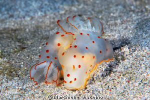 Nudi with pois red 
Komodo 2009
Nikon D200, 60 micro, t... by Marchione Giacomo 